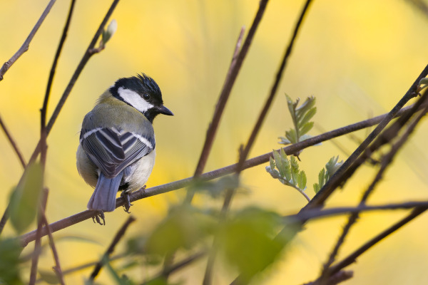 Mésange charbonnière (Parus major) dans des branchages